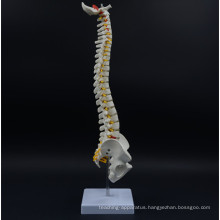 Customized anatomy of the human spine